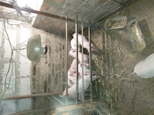 Purcei de carne - imagine 5