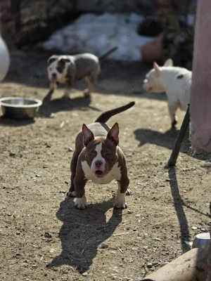 American Bully 