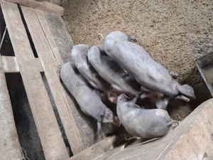 Vând șoldani castrați și deparazitați  - imagine 4