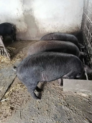 Soldane disponibile - imagine 2