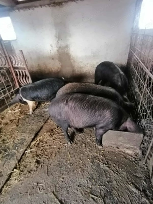 Soldane disponibile - imagine 3