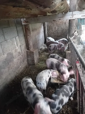 Purcei de 50kg - imagine 2