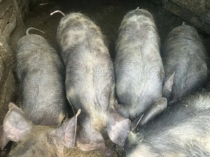 vand grasuni de 40 -50 kg - imagine 2