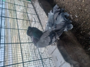 Porumbei ornament  - imagine 3