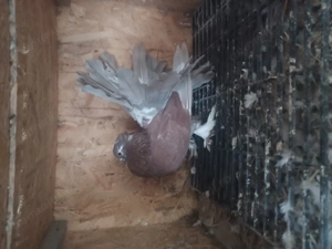 Porumbei ornament  - imagine 2