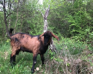 Tap din capra anglonubiana si tap alpin francez!