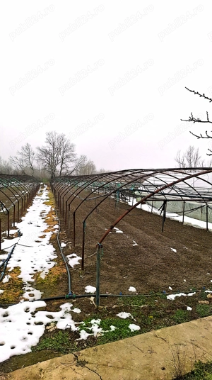 Gradina Schelet Solarii 