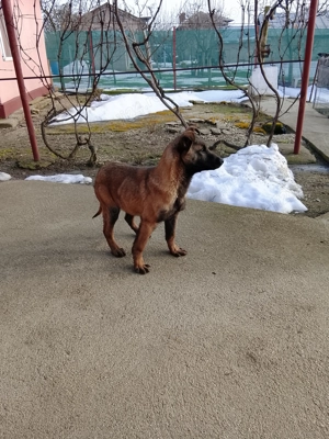 Mascul Ciobanesc belgian malinois  - imagine 2