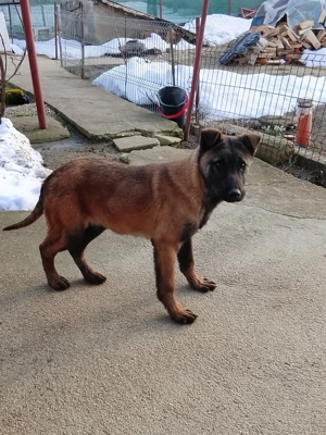 Mascul Ciobanesc belgian malinois 