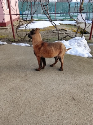 Mascul Ciobanesc belgian malinois  - imagine 4