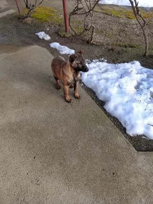 Mascul Ciobanesc belgian malinois  - imagine 3