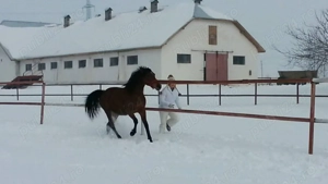 Angajez grajdar la cai (16 cai) lângă Bsls-Olt