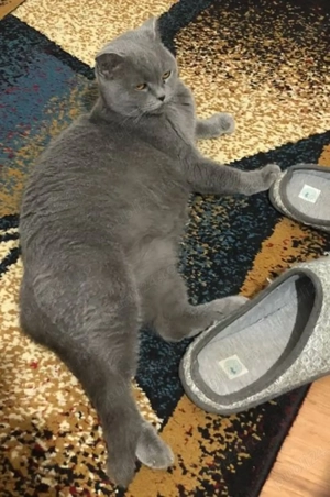 Pisica British Shorthair - imagine 2
