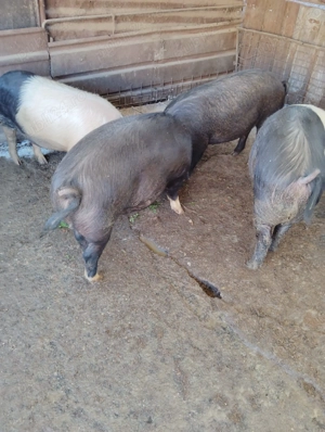 Porci Bazna - imagine 2