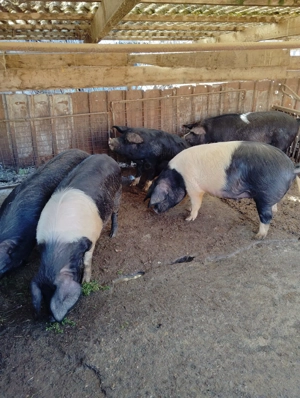 Porci Bazna - imagine 4