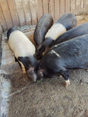 Porci Bazna - imagine 3