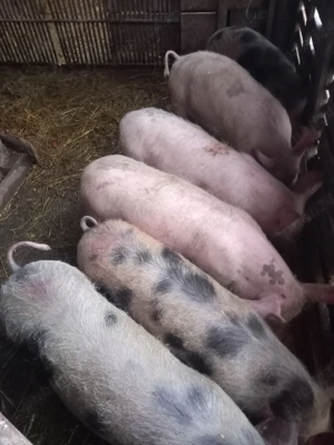 Vand cinci masculi si o femela