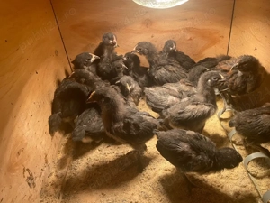 Ultimi 20 de Puișori Australorpi și puișori mixt ( puicuța brahma+cocos Australorp) 