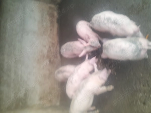 Vind purcei - imagine 3