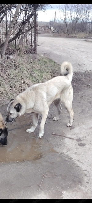 Femela kangal 