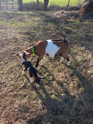 Vând capra cu ieduță prima fatare - imagine 3