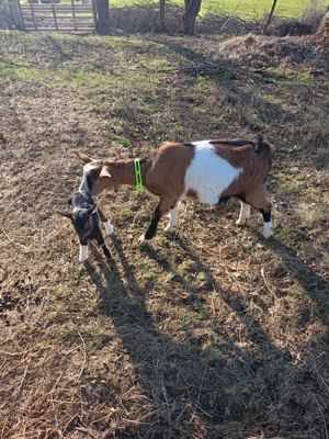 Vând capra cu ieduță prima fatare - imagine 4
