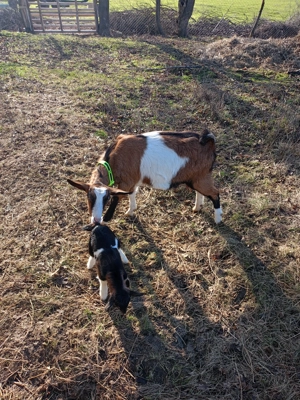 Vând capra cu ieduță prima fatare - imagine 5