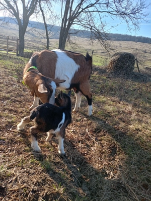Vând capra cu ieduță prima fatare - imagine 2