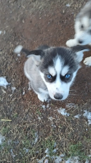 Husky siberian 