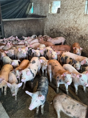 vand purcei  - imagine 5