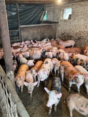 vand purcei  - imagine 3