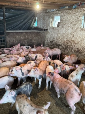 vand purcei  - imagine 2