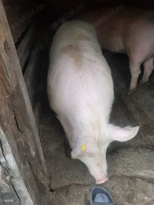 Vand porc marele alb 100 130 kg