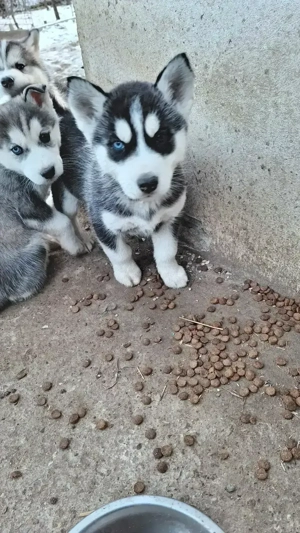 Husky siberian 
