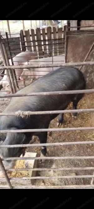 Vand purcea duroc cu alta rasa 17 lei kg in viu sau 22 carcasa  - imagine 3