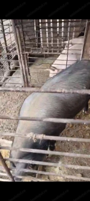 Vand purcea duroc cu alta rasa 17 lei kg in viu sau 22 carcasa  - imagine 4