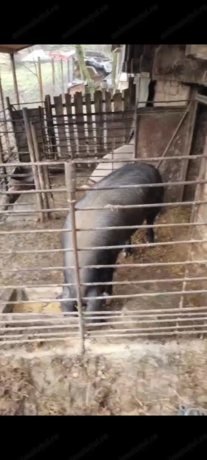 Vand purcea duroc cu alta rasa 17 lei kg in viu sau 22 carcasa  - imagine 2