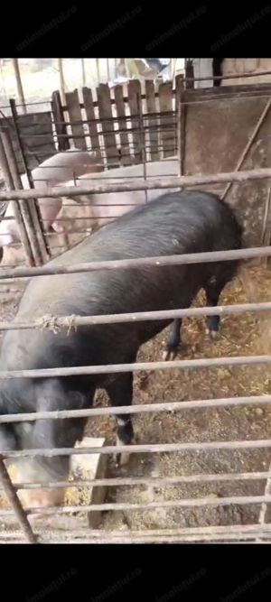 Vand purcea duroc cu alta rasa 17 lei kg in viu sau 22 carcasa  - imagine 5
