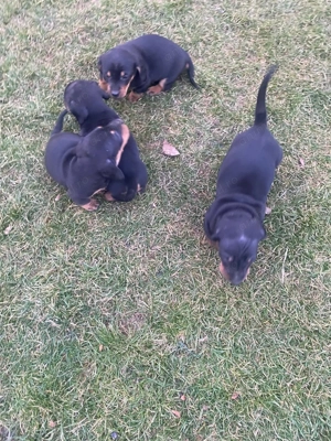 Doi pui de Teckel adorabili își caută o familie pe care să o iubească!