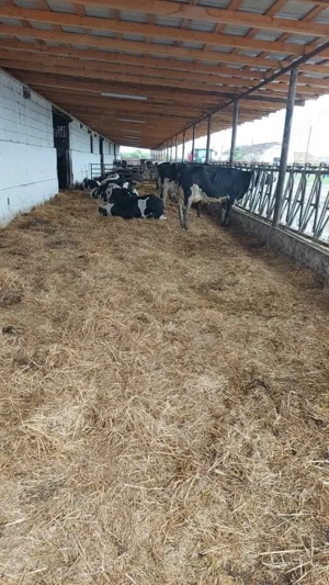 Ferma zootehnică funcțională, populată cu peste 200 capete bovine, aproape de Sânnicolau Mare - imagine 4
