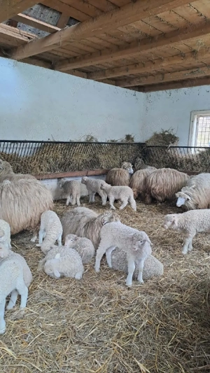 De vanzare oi bale - imagine 2