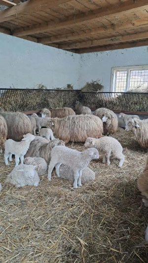 De vanzare oi bale - imagine 3