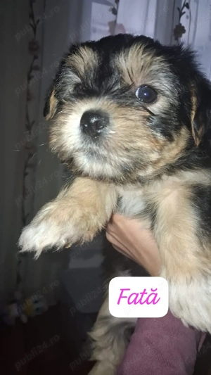 Vand cățeluși mici 400 lei bison Yorkshire  - imagine 3