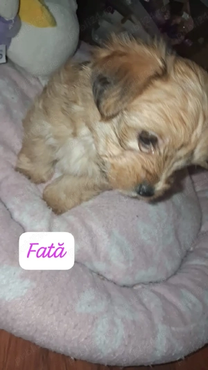 Vand cățeluși mici 300 lei bison Yorkshire 