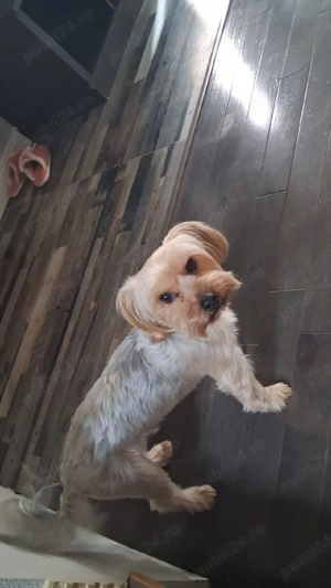 Vand cățeluși mici 400 lei bison Yorkshire  - imagine 5