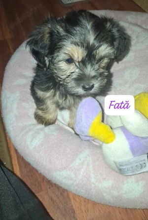 Vand cățeluși mici 400 lei bison Yorkshire  - imagine 2