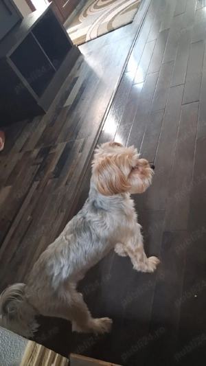 Vand cățeluși mici 400 lei bison Yorkshire  - imagine 4