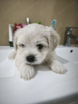 Bichon maltez puiut - imagine 2