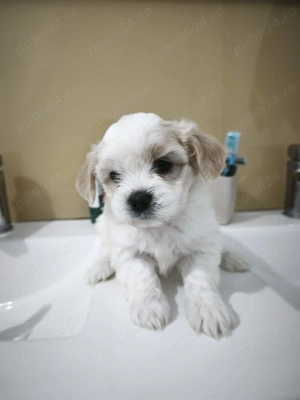 Bichon maltez puiut