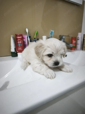Bichon maltez puiut - imagine 5